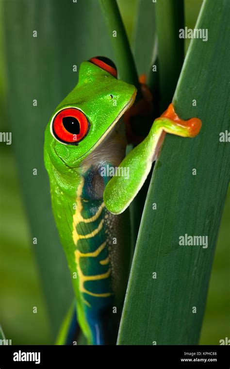 Red Eyed Tree Frog Agalychnis Callidryas Stock Photo Alamy