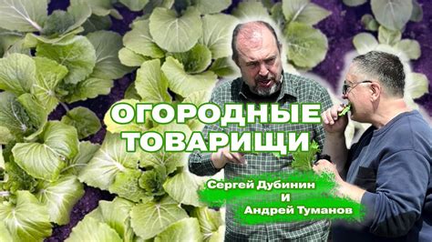 Самая ранняя капуста - пекинская! - YouTube