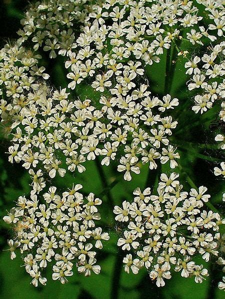 200 Bishops Flower Ammi Majus False Queen Annes Lace Seeds Seedville Usa