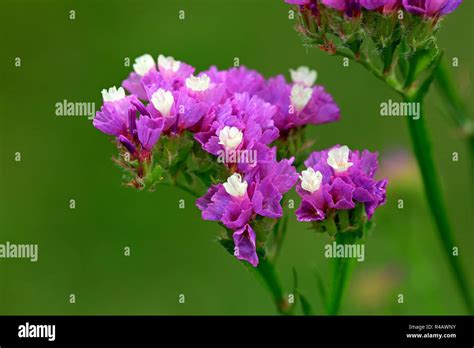 Limonium spec hi-res stock photography and images - Alamy