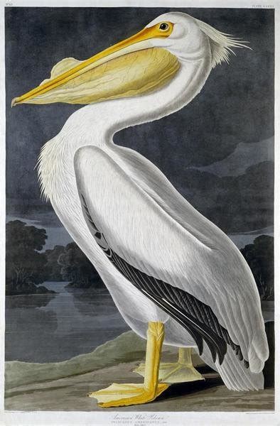 John James Audubon American White Pelican Art Print Global Gallery