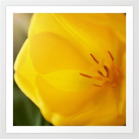 Https Society Product Yellow Tulip Close Up Print Curator