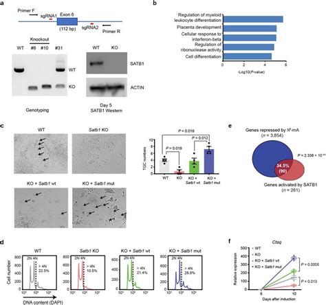 The Tolerant Satb Mutant Rescues Tgc Formation In Satb Ko Cells A