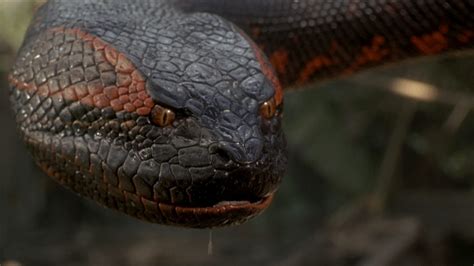 Anaconda - Netmovies Official Website | Net movies | Netmovies.to