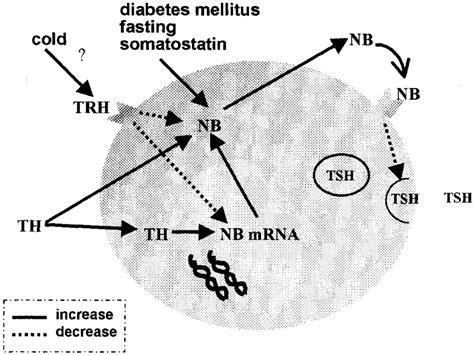 Postulated Model For Neuromedin B NB Action In The Thyrotroph As An