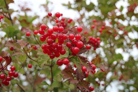 Beeren Natur Makro Kostenloses Foto Auf Pixabay Pixabay