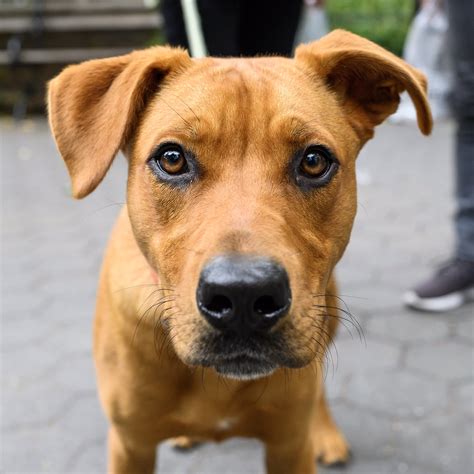 Rhodesian Ridgeback Pitbull Mix Rhodesian Ridgeback Rescue, Inc.