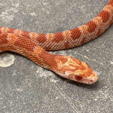 Corn Snake Heat Requirements at Broderick Evenson blog
