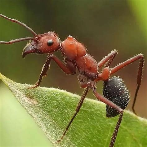 Ants in Australia a Close Look at these Pests - CPH Solutions