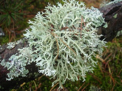 Кустистый_лишайник – Школа Гомеопатов