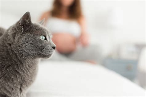 Quelles sont les maladies transmises à lhomme par le chat Le Fait