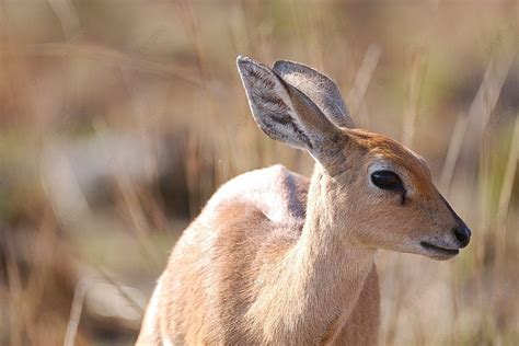 African Deer Like Animals