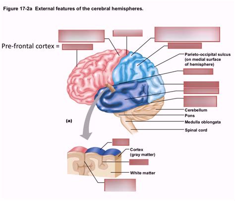 Phyl L External Features Of The Cerebral Hemispheres Diagram Quizlet