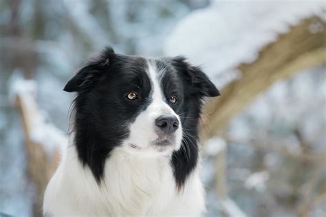 Selective Focus Photography of Adult Black and White Border Collie
