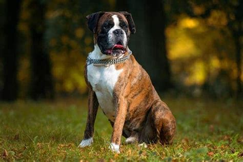 Boxer Temperament - Understanding Its Active Watchful Personality