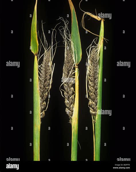 Espigas De Cebada Fotos e Imágenes de stock Alamy