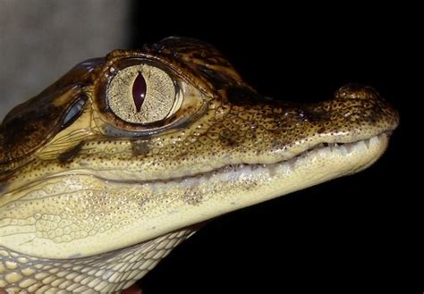 Meh Shut The Fuck Up And Quit Your Bitching