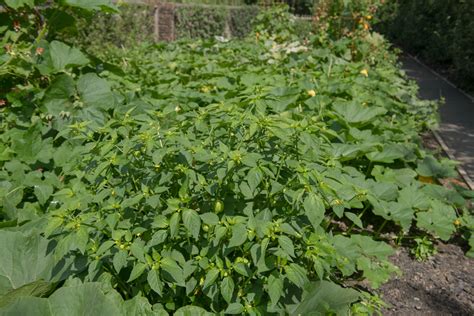 Cultivo De Tomate De C Scara Huerto En Casa