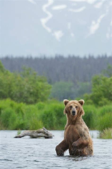 Complete Guide To Katmai National Park In Alaska Including Things To Do