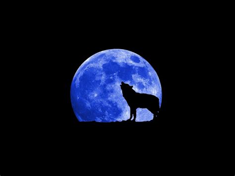 Wolf - Wolves Wallpaper (18854237) - Fanpop