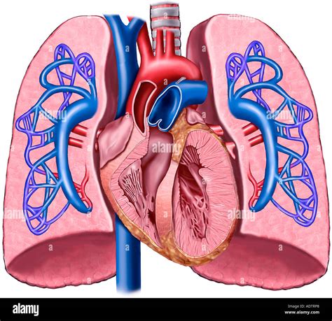 Pulmones Sistema Pulmonar Aislado En Blanco