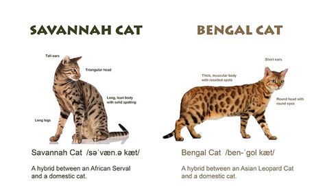 Bengal Cat Size: How Big Do They Really Get? - Hunter Games Magazine