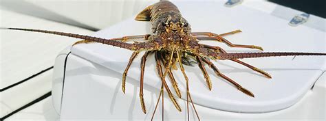 lobster-mini-season | Key West Fishing Report