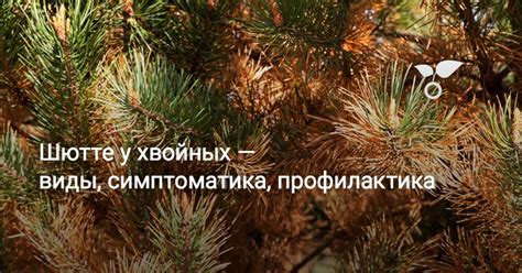Шютте у хвойных — виды, симптоматика, профилактика