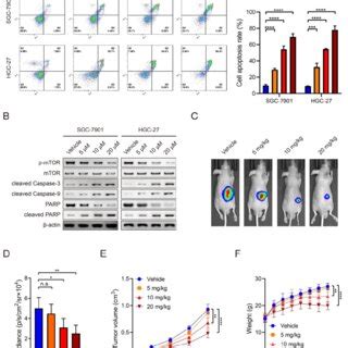 Everolimus Induces Apoptosis Of Gc In A Dose Dependent Manner A The