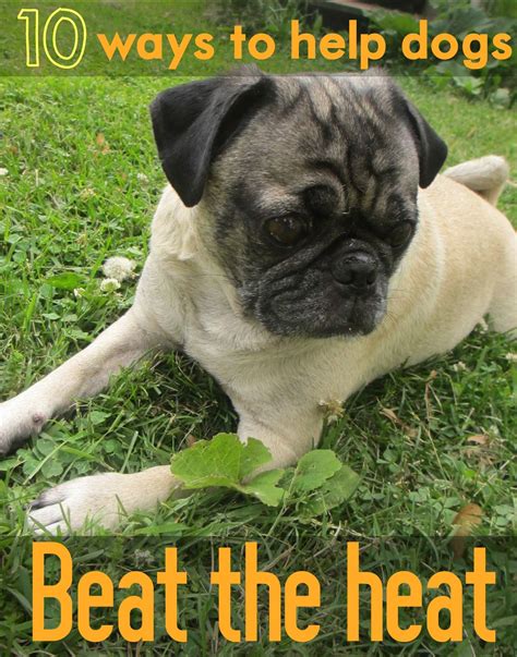 Dog credit card options are giving pet owners more rewards 2