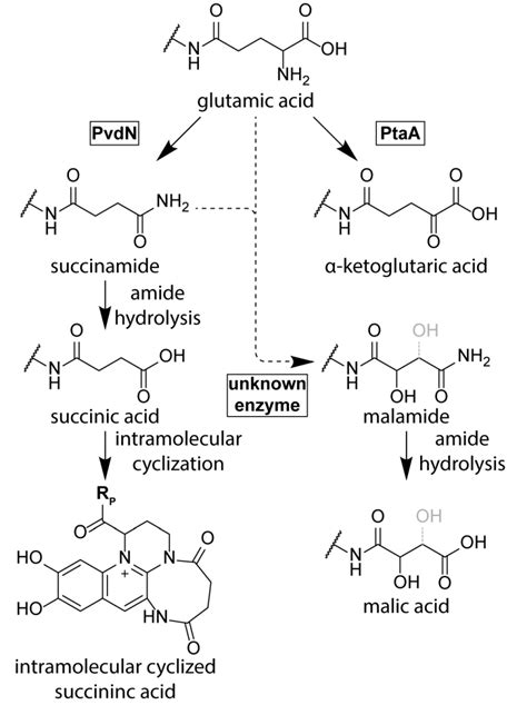 The Biosynthesis Of Pyoverdines