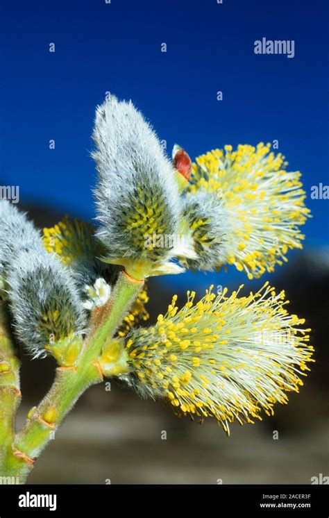 Male Pussy Willow Catkins Salix Caprea Photographed At The Abruzzo National Park Italy For