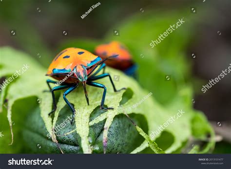 Hibiscus Harlequin Bug Found Garden Stock Photo 2013101477 Shutterstock