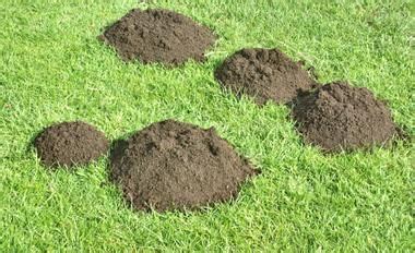 Кроты на участке: как навсегда избавиться от них | Огород, Растения, Крот