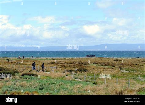 Tourists visit the Magellanic Penguin (Spheniscus magellanicus) nesting ...