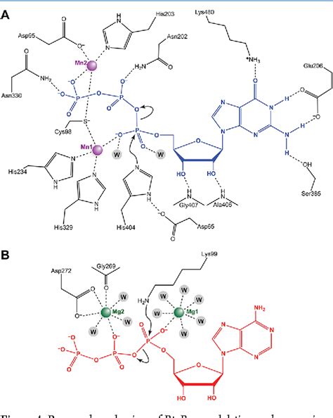 Figure 1 From Structures Of The Noncanonical RNA Ligase RtcB Reveal The