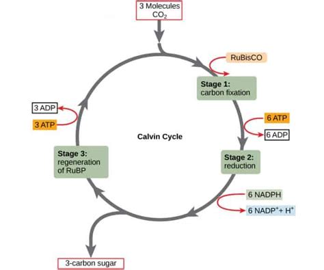The Calvin Cycle: Definition, Steps and Products | Earth Eclipse