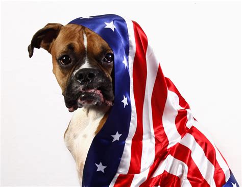 Buster Modern Dog Magazine