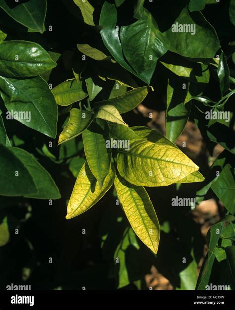 Interveinal Chlorosis Caused By Iron Deficiency In Orange Leaves Spain