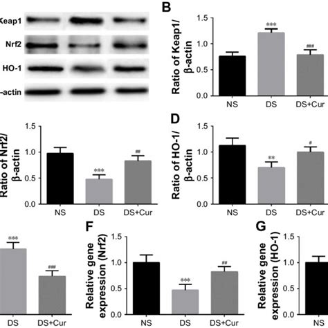 A Represented Blots Showing The Protein Expressions Of Keap1 Nrf2