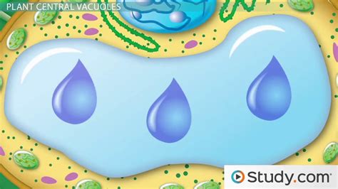 Diagram Diagram Of A Cell Vacuole Mydiagramonline