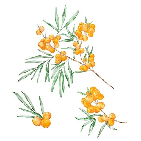 Premium Vector Watercolor Honey Set Sea Buckthorn Branch