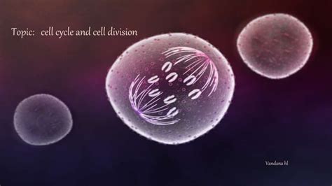 Cell Cycle And Cell Division Part One Ppt