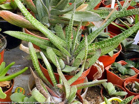 Суккулентные растения, Петр Лапшин, каталог для заказа - succulents by ...