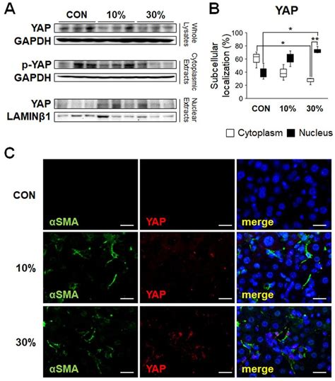 Malaria Infection Induces Activation Of YAP By Enhancing Nuclear YAP