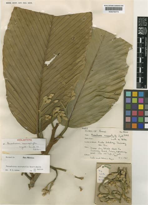 Parashorea Kurz Plants Of The World Online Kew Science
