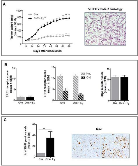 Effect Of E On In Vivo Growth Of Nih Ovcar In Female Balb C Nude