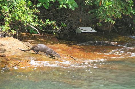 Adventures With The Naked Hermit Crabs Announcement Chek Jawa Boardwalk Trips In November And
