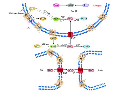 Adenosine Metabolism And P Receptors In The Central Nervous System