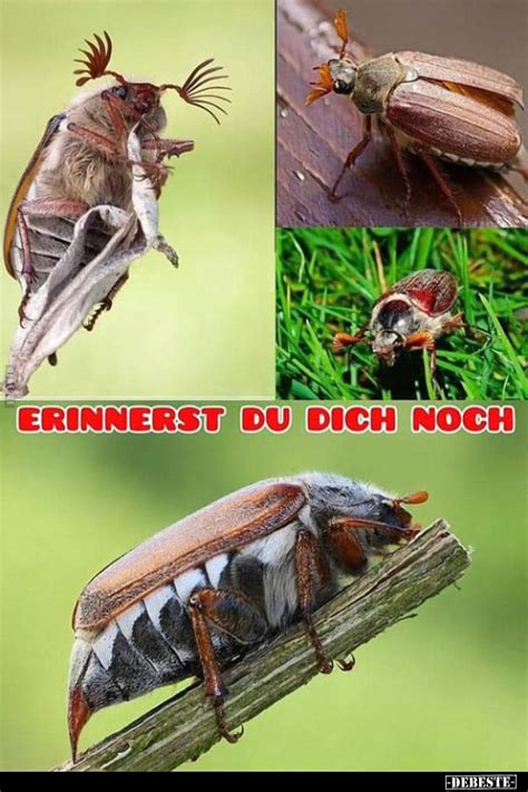 Erinnerst Du Dich Noch Debestede